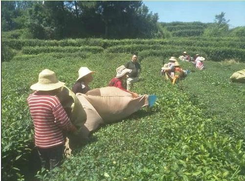 重庆市农业技术推广总站茶叶专家赴万州区调研