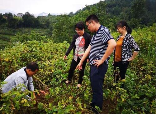 重庆市农技总站专家赴城口县指导马铃薯生产