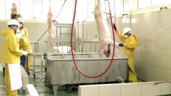 重庆市农业农村委员会关于全市审核合格生猪屠