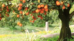 重庆市农业农村委员会关于划定奉节脐橙农产品