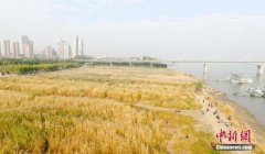 <b>无极4平台代理武汉打造百公里滨江画廊 已建成江</b>