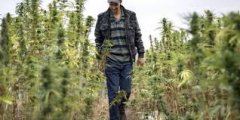 <b>摩洛哥警方查获7.2无极4平台吨大麻制品</b>