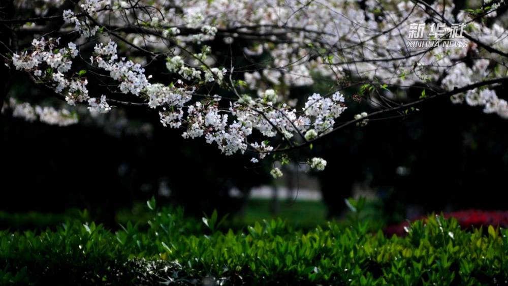 无极荣耀平台登录