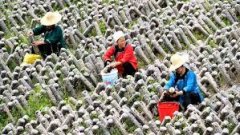 <b>决胜之年，什么是无极荣耀中国产业扶贫如何再</b>