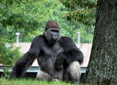 <b>乌干达25岁著名银背大猩无极4平台登录app猩遭杀</b>