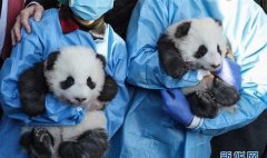 <b>柏林大熊无极r荣耀猫双胞胎体重已达22公斤 恢复</b>