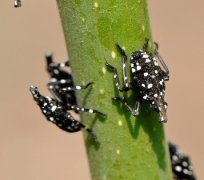 <b>多伦多“舞毒蛾”虫患频发 无极荣耀平台怎么样</b>