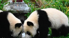 <b>我们一岁啦！无极荣耀4平台测速旅德大熊猫双胞</b>