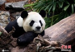 <b>旅加大熊猫平安返乡 卡尔加里动物园表达思念无</b>