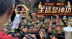 <b>直播间的花花世界：Wuji4一颗多肉卖到14万，小众</b>