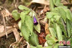 <b>云南发现植物新种金无极4荣耀平台app平奇柱苣苔</b>
