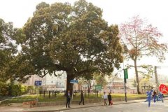 <b>广州300年香芒古树挂果逾两千 无极4平台总代理浓</b>