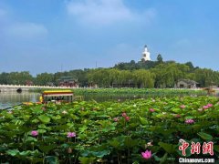 <b>北京市属公园超六成荷花进无极荣耀4总代入盛花</b>