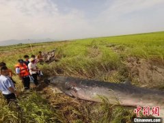 <b>一头须鲸在浙无极4总代理江瑞安滩涂搁浅后续：</b>