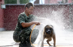 <b>母狼产崽缺食物，无极加速器战士省下口粮喂狼</b>