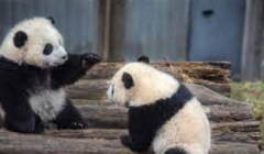 <b>重读《上海公报》 无极荣耀4平台测速重拾中美融</b>