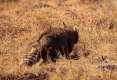 <b>“猫中特种兵”无极4荣耀主管首次现身青海祁连</b>