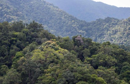 国际最新研究无极加速器：全球变暖致大气水紧迫或是森林树木死亡增加主因