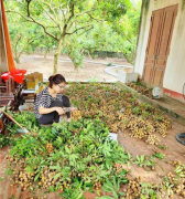 <b>无极4平台总代理越南龙眼季节收获忙 中国市场助</b>