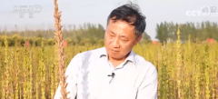 <b>【无极4平台代理】全国秋粮收获过四成</b>