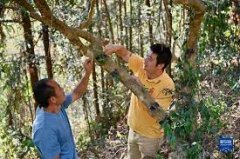 <b>无极4荣耀主管青海：包虫病防治获重大突破</b>