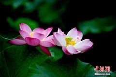 无极4登录今日处暑丨炎炎暑退，清风徐来