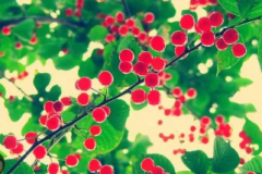 无极4娱乐黑钱吗“红了樱桃，绿了芭蕉” 古诗词