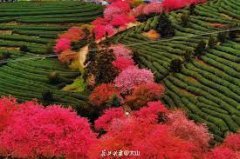 <b>无极4平台代理把乡村文化的“灶台”烧热烧旺</b>