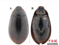 <b>粤北丹霞山发现3无极4荣耀总代联系方式个昆虫新</b>