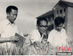 <b>无极4平台总代理中国杂交水稻“一粒种子改变世</b>